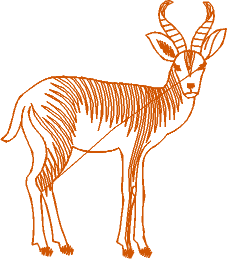 Animals 5 (9)