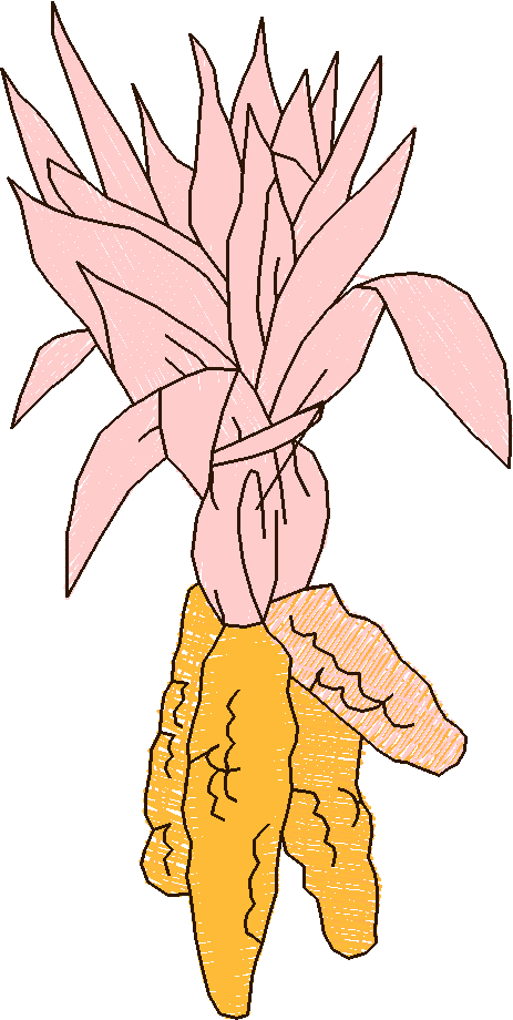 Corncobs