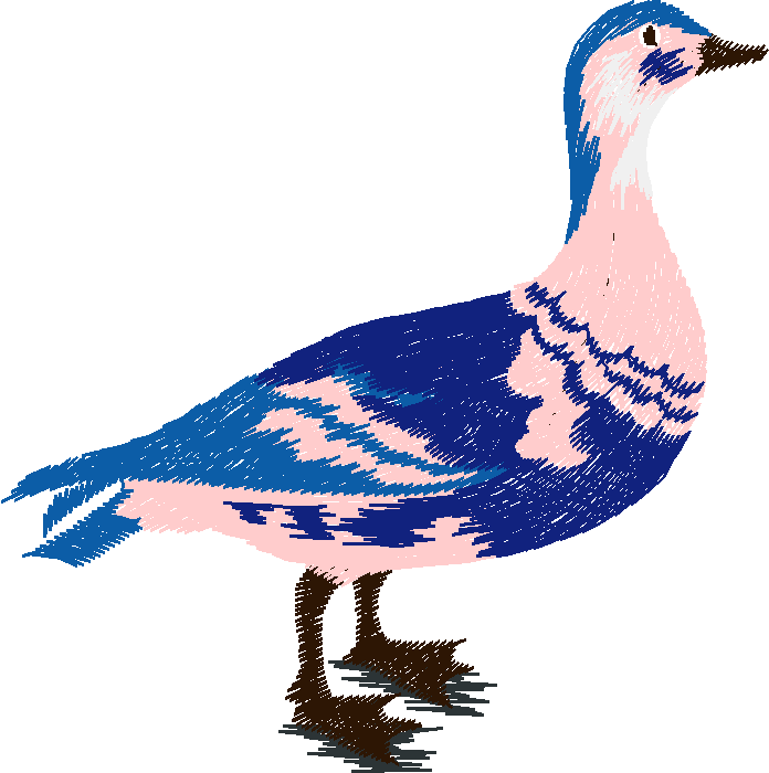 Birds 10 (4)