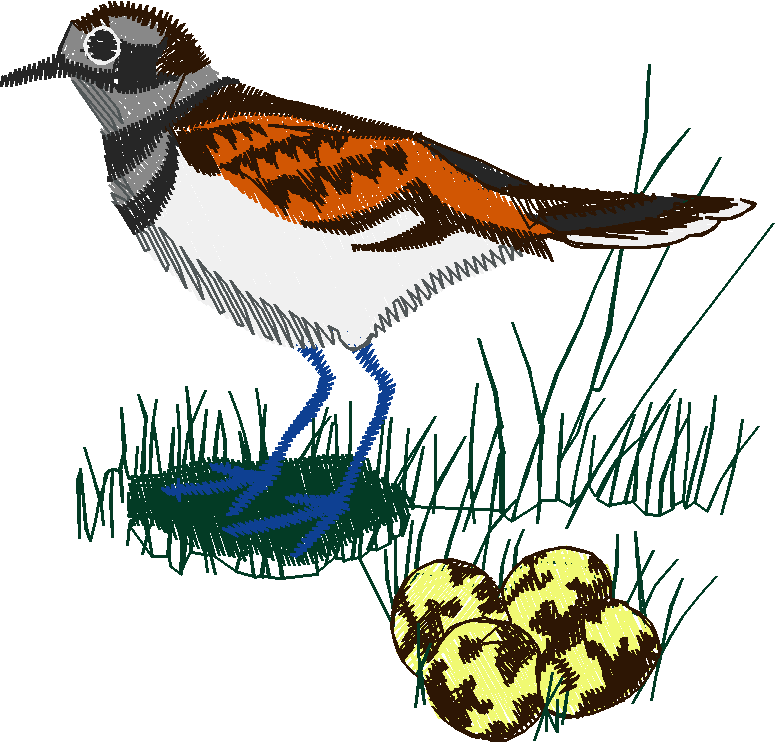 Birds 19 (45)