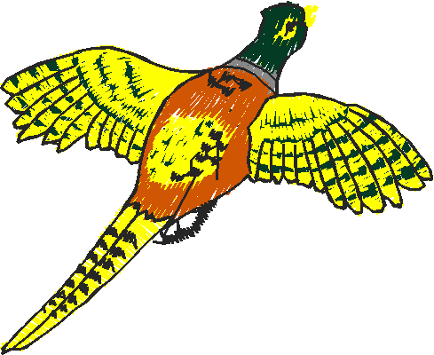 Birds 20 (65)