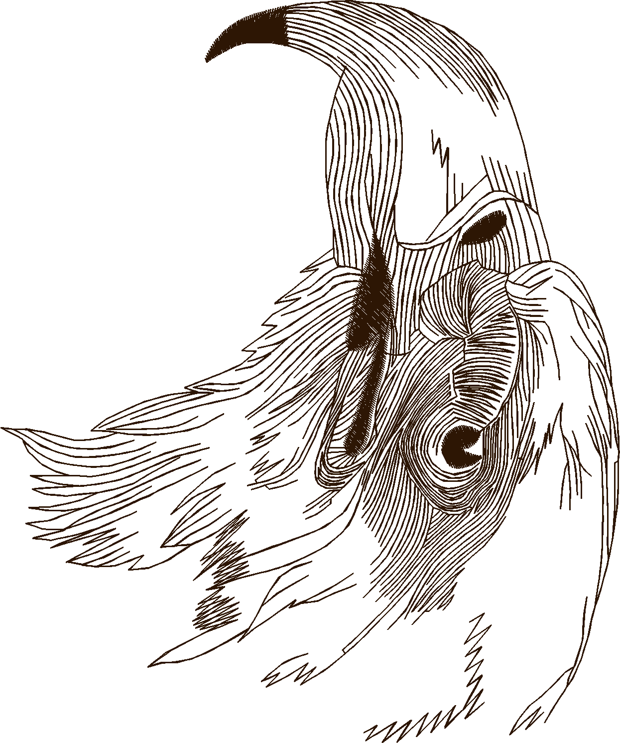 Birds 21 (39)
