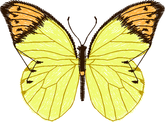 Butterflies 12  (7)