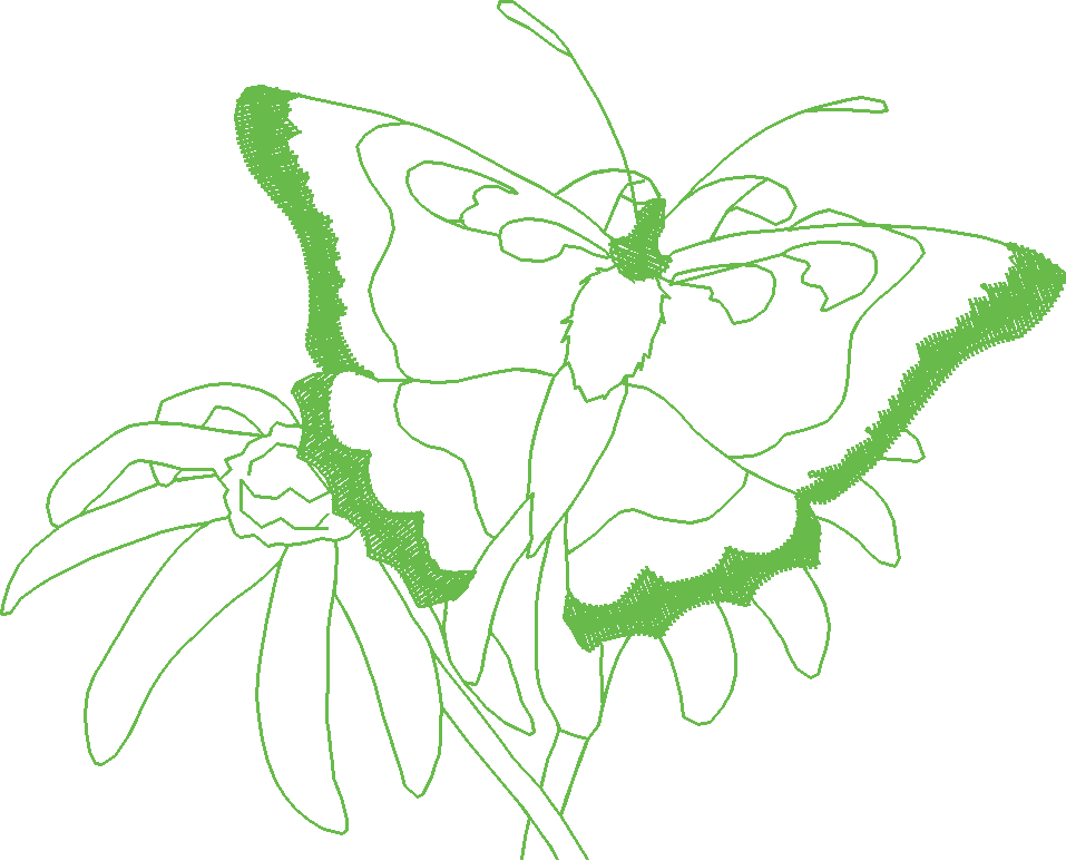 Butterflies 2  (28)