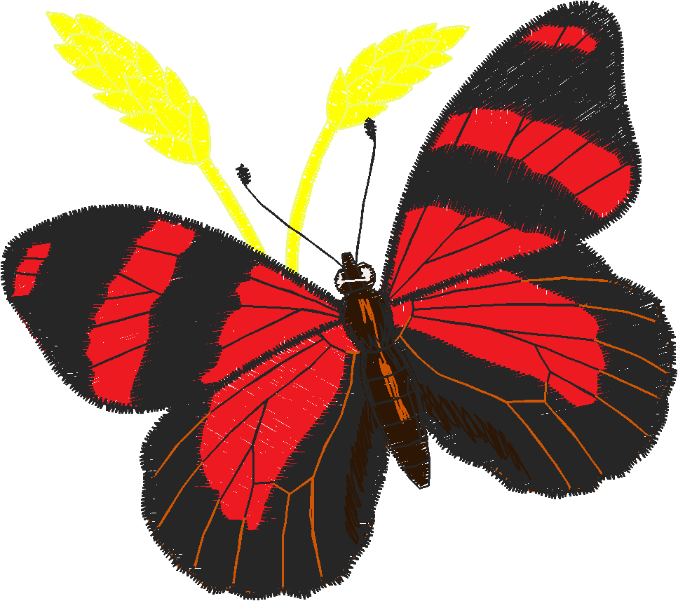 Butterflies 24 (30)