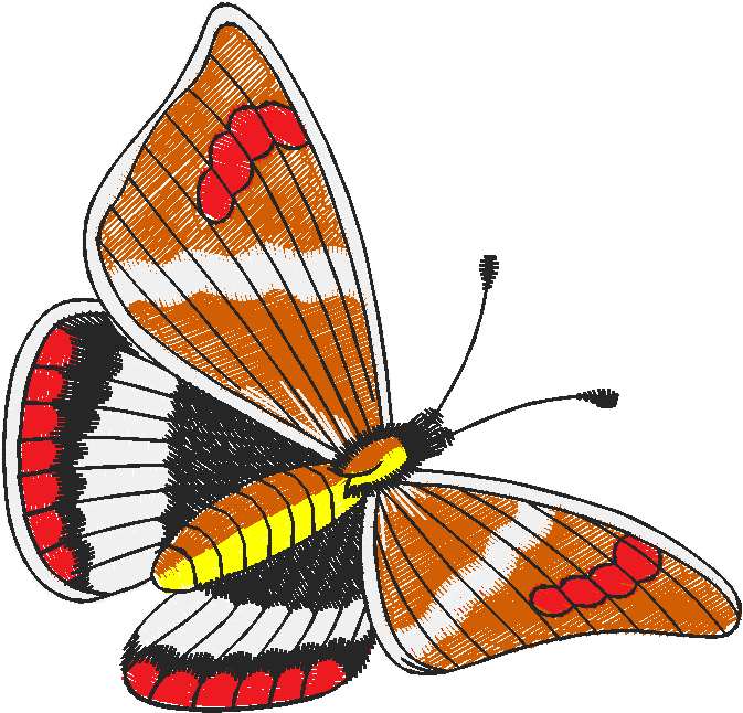 Butterflies 27 (14)
