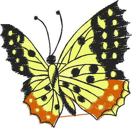 Butterflies 27 (19)