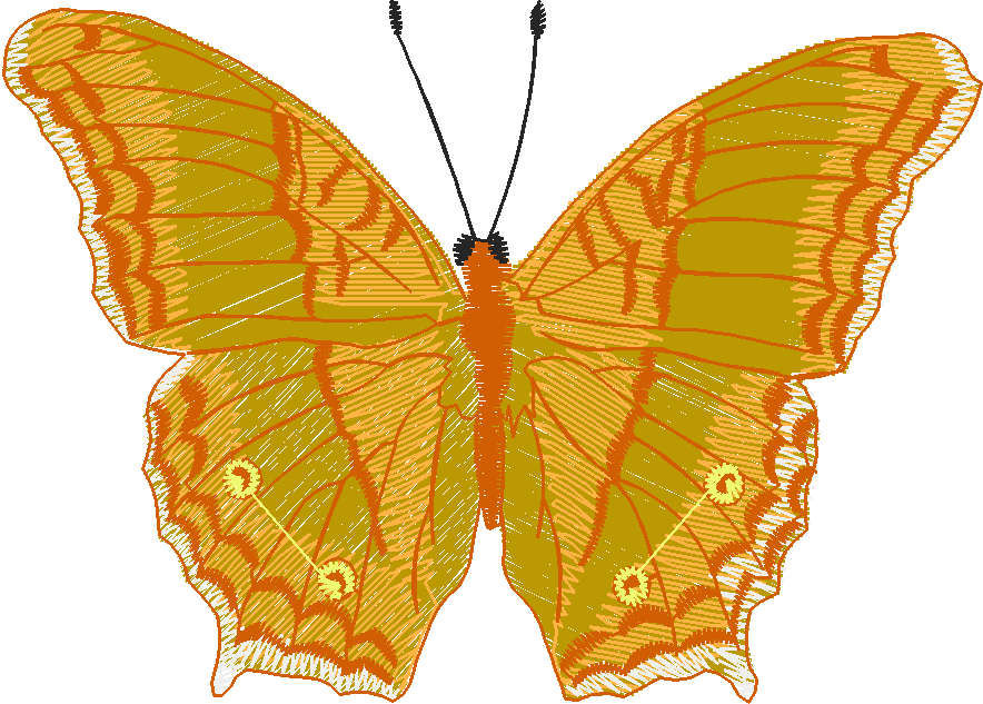 Butterflies 28 (17)