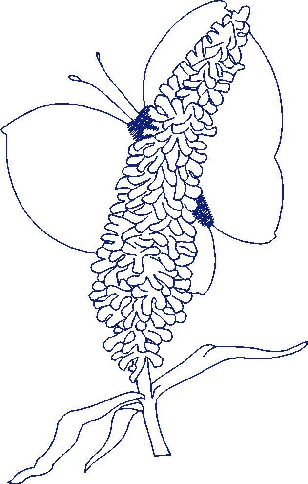 Butterflies 28 (38)