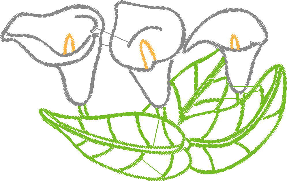 Cala Lillies 2  (2)
