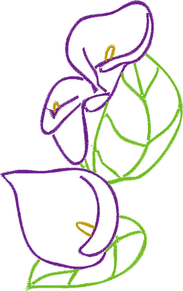 Cala Lillies 2  (4)