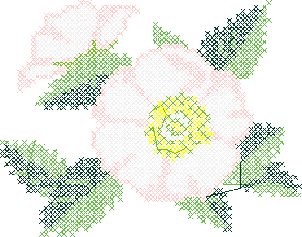 Cherokeerose