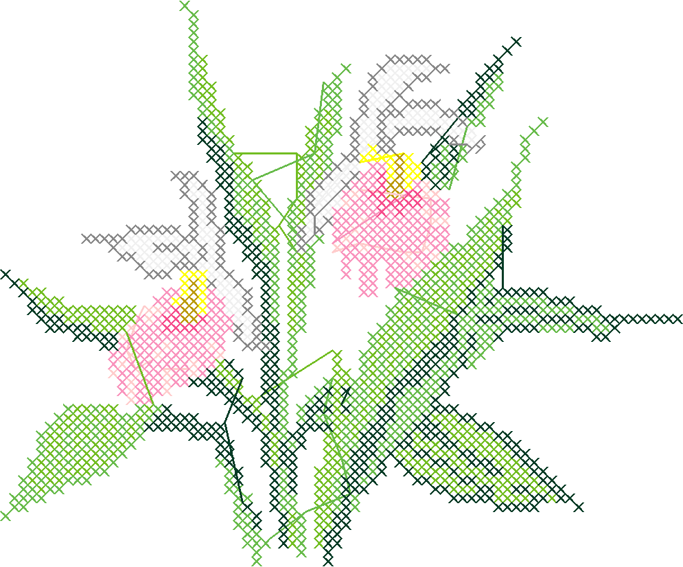 Showyladyslipper