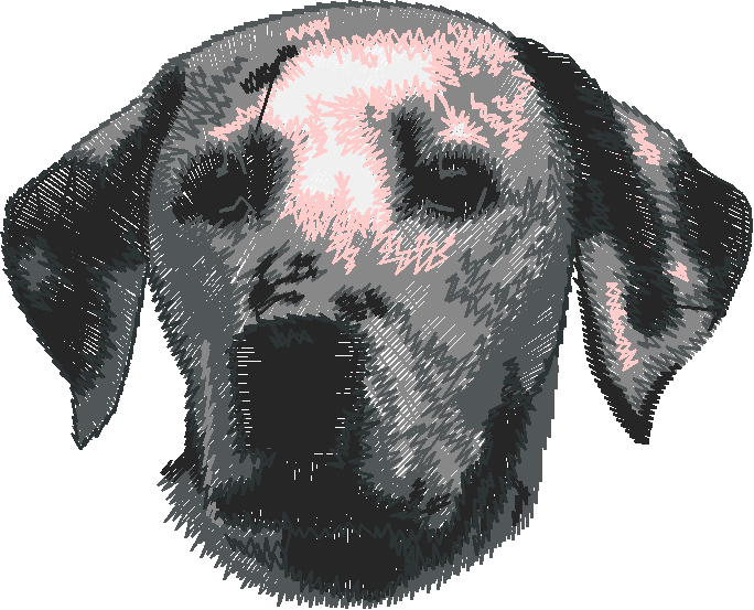 Dogs 5  (67)