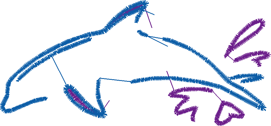 Dolphins 5  (4)