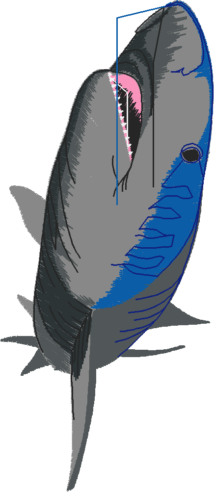 Fish 6  (11)