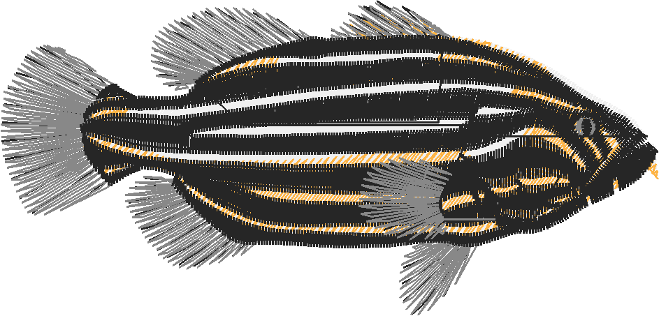 Fish 6  (13)