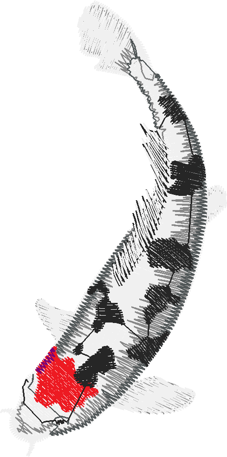 Fish 9  (4)