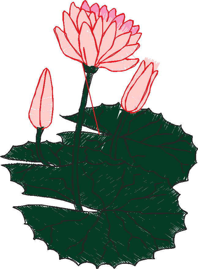 Floral 8  (3)