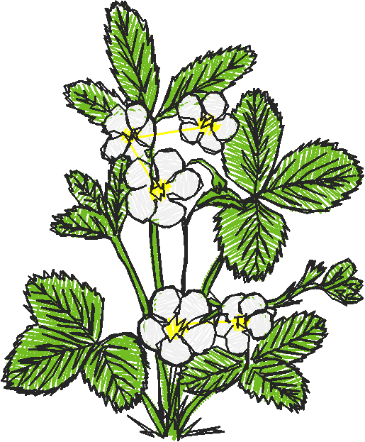 Floral 89  (9)