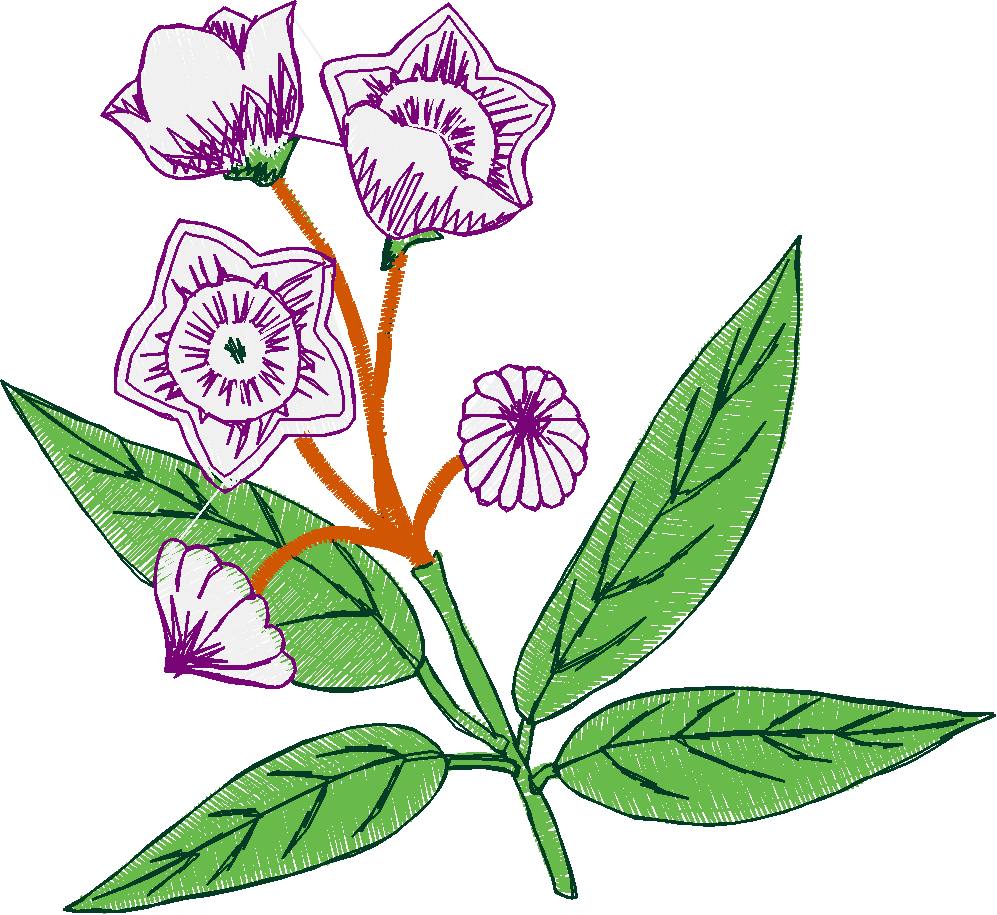 Floral 95  (2)