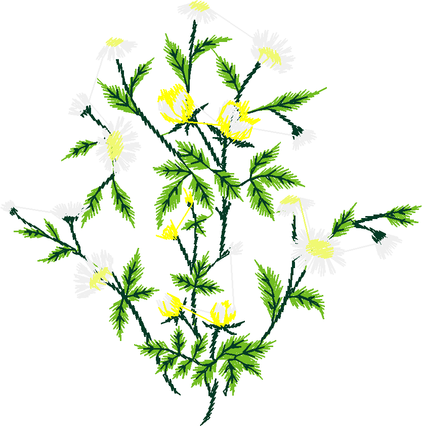 Floral2011