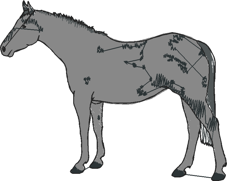 Horses 10 (10)