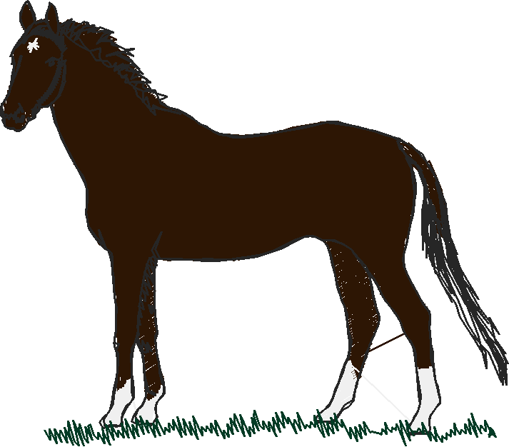 Horses 10 (18)