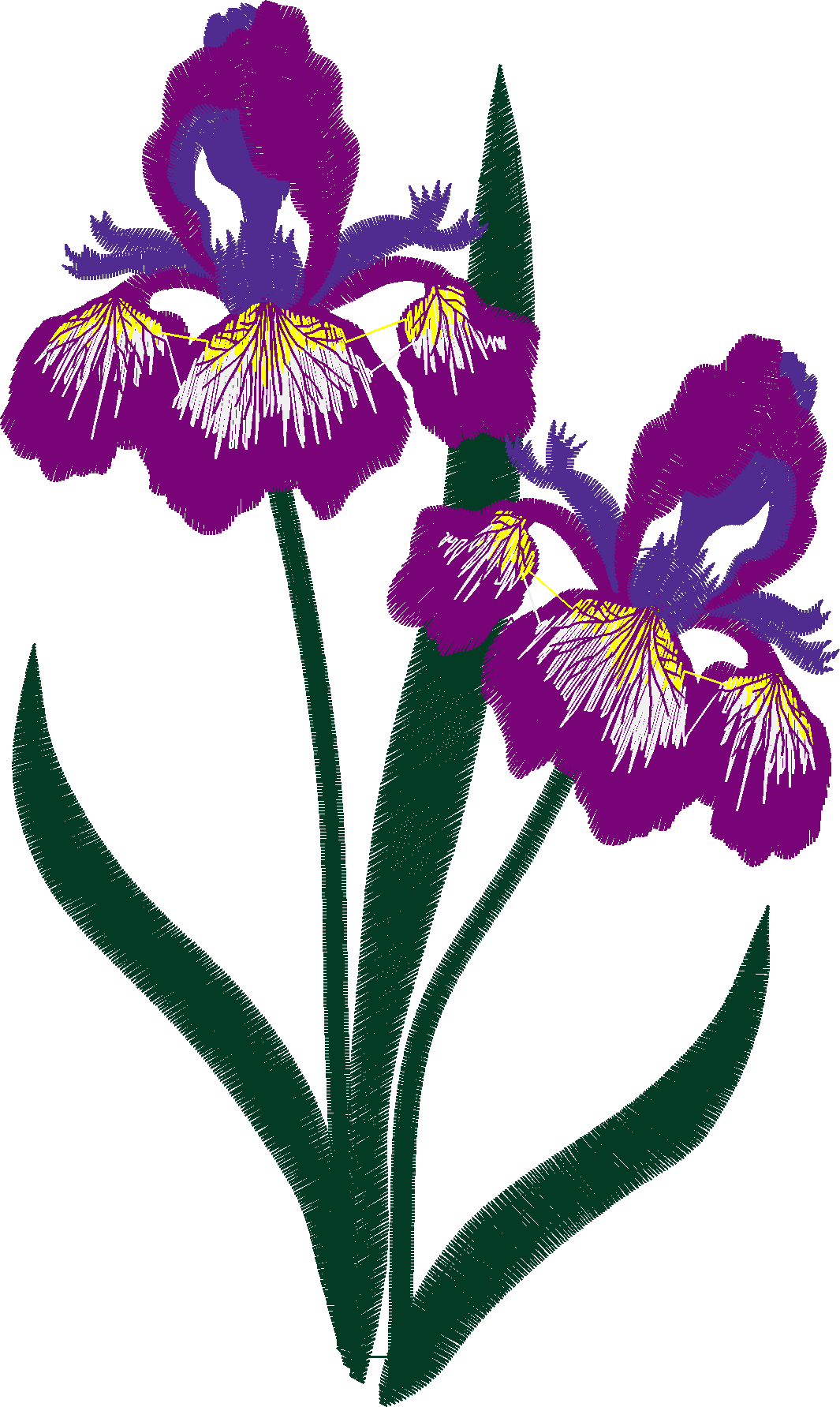 Iris 1  (4)