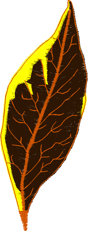 Pressed Leaves 1  (23)